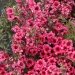 Leptospermum, Arbre à thé, Leptospermum 'winter cheer'