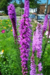 Liatris spicata 'Floristan Violett'