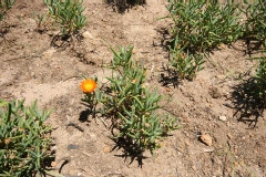 Lampranthus aureus