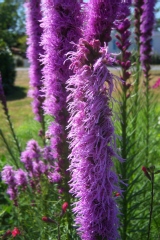 Liatris spicata 'Floristan Violett'