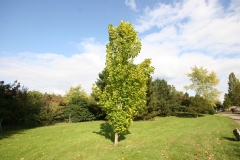 Liriodendron tulipifera 'Fastigiatum'