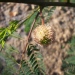 Leucaena leucocephala