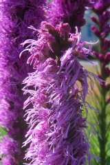 Liatris spicata 'Floristan Violett'