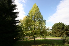 Photo de Liriodendron tulipifera 'Aureomarginatum'