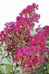 Lilas des indes, Lagerstroemia 'perpignan', Lilas d'été