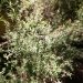 Leptospermum, Arbre à thé