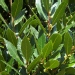 Laurus nobilis