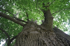 Photo de Liriodendron tulipifera