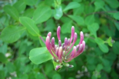 Lonicera etrusca