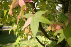 Liquidambar styraciflua 'Variegata'