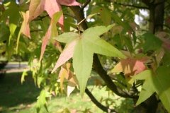 Liquidambar, Copalme d'amérique