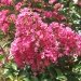 Lilas des indes 'rose fuchsia', Lagerstroemia