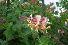 Lonicera etrusca