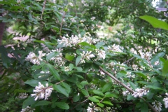 Ligustrum stauntonii