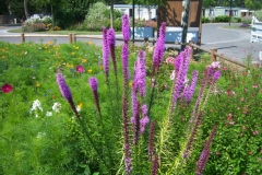 Liatris spicata 'Floristan Violett'