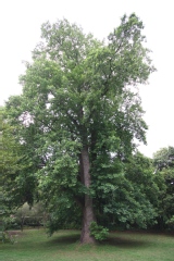 Photo de Liriodendron tulipifera