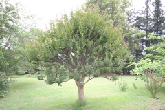 Lagerstroemia indica