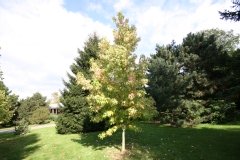 Liquidambar, Copalme d'amérique