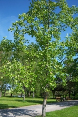 Photo de Liriodendron tulipifera