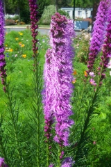 Liatris spicata 'Floristan Violett'