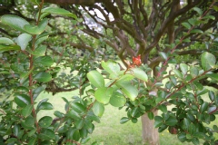 Lagerstroemia indica