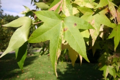 Liquidambar styraciflua 'Variegata'