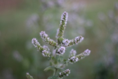 Mentha longifolia