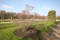 Magnolia 'nigra', Magnolia pourpre