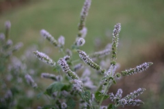 Mentha longifolia