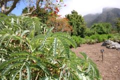 Buisson sucré, Grande mélianthe