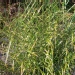 Miscanthus japonicus - Eulalie