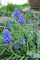 Muscari armeniacum