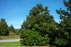 Magnolia d'été, Magnolia à grandes fleurs