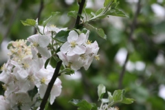 Malus sylvestris