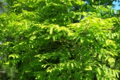 Metasequoia glyptostroboïdes