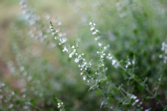 Micromeria thymifolia