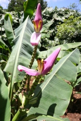 Musa acuminata