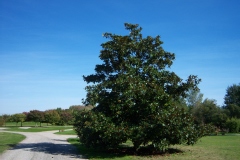 Magnolia d'été, Magnolia à grandes fleurs