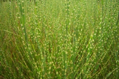 Eulalie 'strictus', Roseau de chine 'strictus', Miscanthus 'strictus'