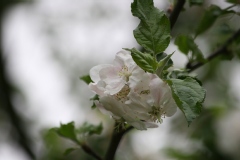 Malus sylvestris