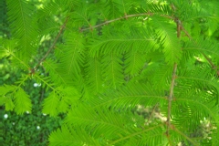 Metasequoia glyptostroboïdes