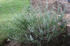 Micromeria thymifolia