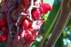 Photo de Magnolia grandiflora