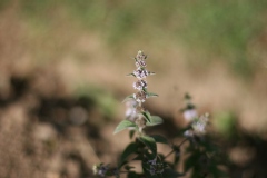 Mentha arvensis