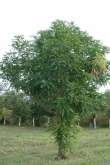 Mangifera indica