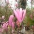 Magnolia X loebneri 'Leonard Messel'