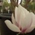 Magnolia X soulangeana