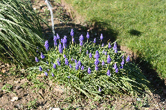 Muscari armeniacum