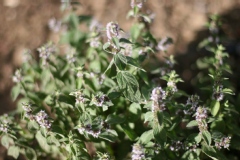 Mentha arvensis