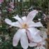 Magnolia X loebneri 'Leonard Messel'